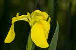 Paleyellow iris
